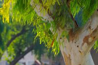 10 Benefits of Eucalyptus