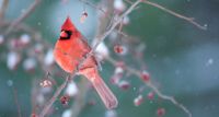 Teach Your Kids about Nature this Weekend with the Great Backyard Bird Count