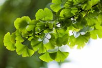 10 Health Benefits of Ginkgo Biloba