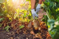 How to Get Your Garden Ready for Fall