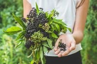 Elderberry Benefits Immune Health and More