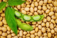 Protein Priorities: Are Lectins the New Gluten?
